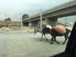 Pack mules walking down the road in Addis.