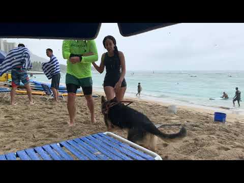 Haben&#039;s Seeing Eye Dog Watches Her Surf in Hawaii