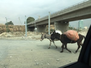 Pack mules walking down the road in Addis.