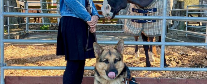 Milo, a black horse with a white blaze, pokes his head through the fence of his paddock to sniff my hands. Beside me, Mylo, my German Shepherd dog, wears a goofy smile with his tongue licking his nose. Photo by our friend & equestrian guide Lauren Janicki.