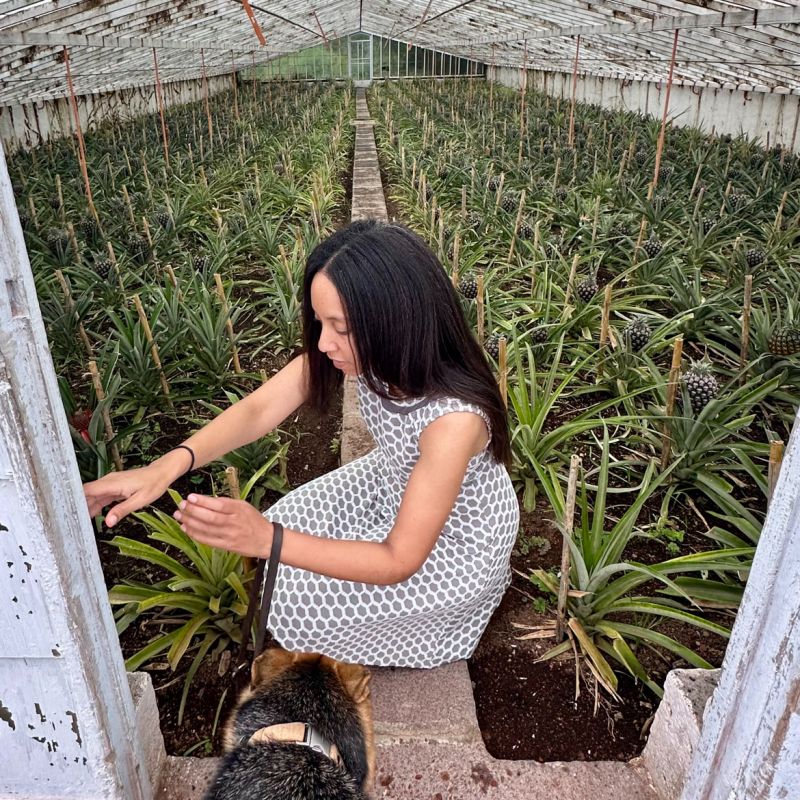 I’m kneeling on the greenhouse floor, gently touching long, skinny leaves that end in sharp tips. Rows of these short plants extend throughout the greenhouse, many of which have dark, still developing pineapples. Mylo is patiently watching me, and the back of his furry head is visible on the bottom left of the photo.