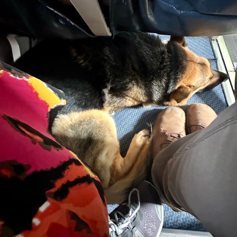 Azores Airlines has tiny planes. Mylo, a German Shepherd dog, sleeps on the floor of a plane. Most of his body is in the floor in front of my seat, but his head and shoulders extend in front of the seat next to mine. My feet rest on a metal bar beneath my chair, while my travel companion gets to plant his shoes firmly on the floor. No, I’m not complaining; I love accommodating Mylo!
